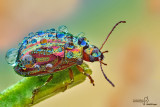 Chrysolina americana