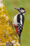 Picchio rosso maggiore-Great Spotted Woodpecker (Dendrocopos major)
