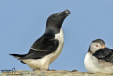 Gazza marina-Razorbill (Alca torda
