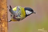 Cinciallegra -Great Tit (Parus major)