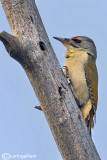Picchio cenerino Grey-headed Woodpecker(Picus canus)