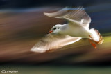 Gabbiano comune-Black-headed Gull (Larus ridibundus)