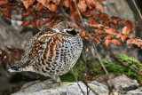 Francolino - Black Francolin (Francolinus francolinus)	