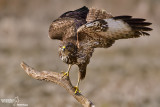 Poiana-Common Buzzard (Buteo buteo)