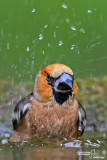 Frosone- Hawfinch (Coccothraustes coccothraustes)