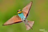 Gruccione-European Bee-eater (Merops apiaster)