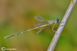 Chalcolestes parvidens male