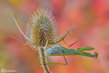 European mantis - Mantis religiosa