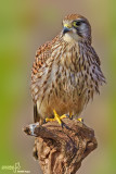 Gheppio -Eurasian Kestrel (Falco tinnunculus)
