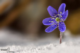 Hepatica nobilis