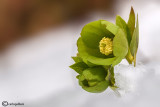 Helleborus viridis