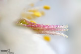 Helleborus niger