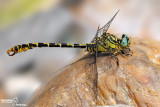 Onychogomphus forcipatus ssp. unguiculatus male