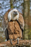 Grifone - Griffon Vulture (Gyps fulvus)