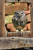 Civetta-Little Owl (Athene noctua)