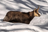 Camoscio-Chamois (Rupicapra rupicapra)