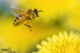 Apis mellifera