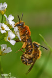 Osmia sp.