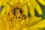 Osmia sp.