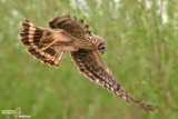 Albanella reale- Hen Harrier (Circus cyaneus)