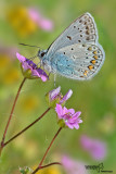 Polyommatus sp.