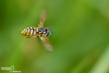 Chrysotoxum cautum