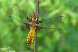Libellula depressa