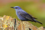 Passero solitario-Blue Rock Thrush (Monticola solitarius)