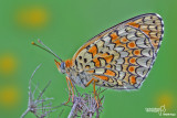 Melitaea phoebe