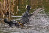Folaga crestata-Crested Coot (Fulica cristata)