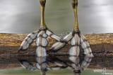 The feet of Folaga-Eurasian Coot (Fulica atra)
