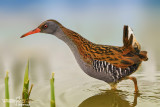 Porciglione - Water Rail (Rallus aquaticus)