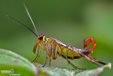 Mosca scorpione - Scorpion flies (Panorpa sp )