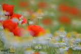 Papaver rhoeas - Poppies