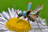 Clanoptilus geniculatus