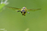 Hymenoptera sp.