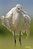 Garzetta- Little Egret (Egretta garzetta)