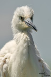 Garzetta- Little Egret (Egretta garzetta)
