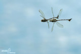 Lindenia tetraphylla
