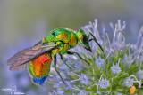 Stilbum cyanurum