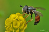 Paragus sp.