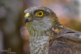 Sparviere- Eurasian Sparrowhawk (Accipiter nisus )