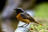 Codirosso - Common Redstart (Phoenicurus phoenicurus)