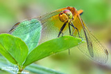 Sympetrum flaveolum