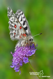 Parnassius apollo