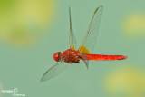 Crocothemis erythraea