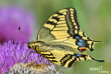 Papilio machaon