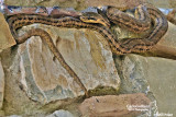Cervone  (Elaphe quatuorlineata) 