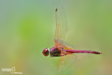 Trithemis annulata