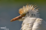 Airone guardabuoi-Cattle Egret (Bubulcus ibis)
